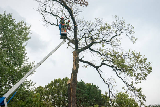 Best Tree Cutting Near Me  in Rockport, TX